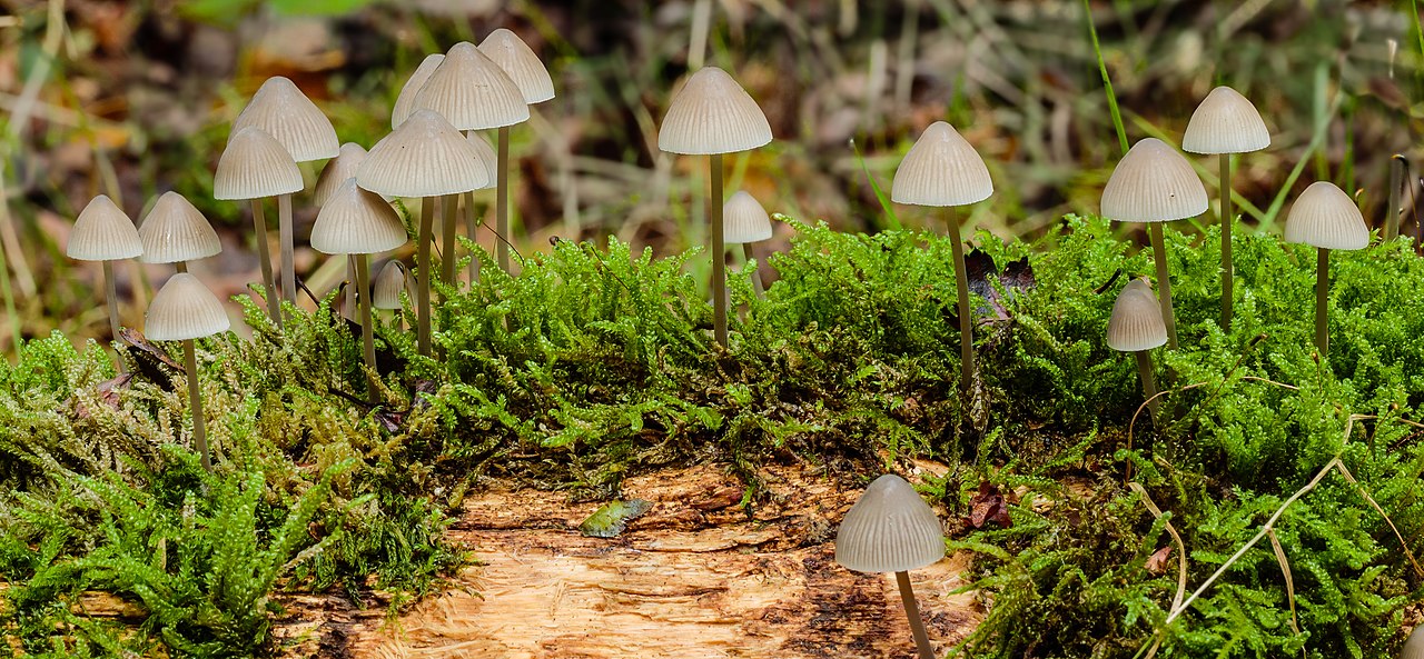 Perché Mycena